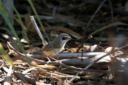 Image of Lilac-crowned Wren