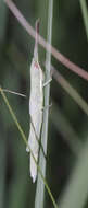 Image of Wyoming Toothpick Grasshopper