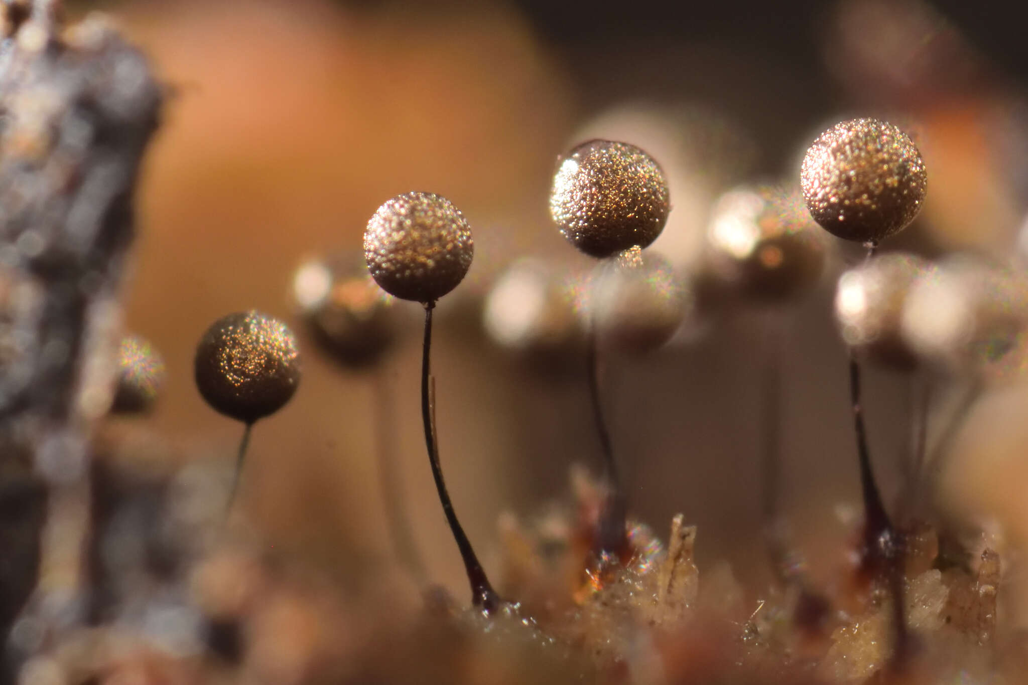 Image of Collaria arcyrionema (Rostaf.) Nann.-Bremek. ex Lado 1991