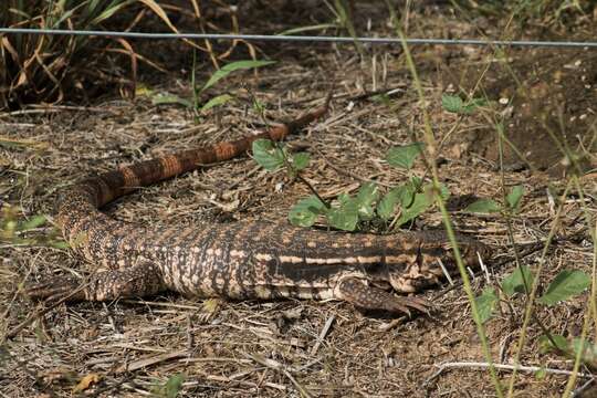 Image of Red Tegu