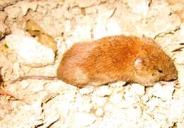 Image of Bank Vole