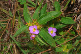 Image of Antherotoma debilis (Sond.) H. Jacques-Félix