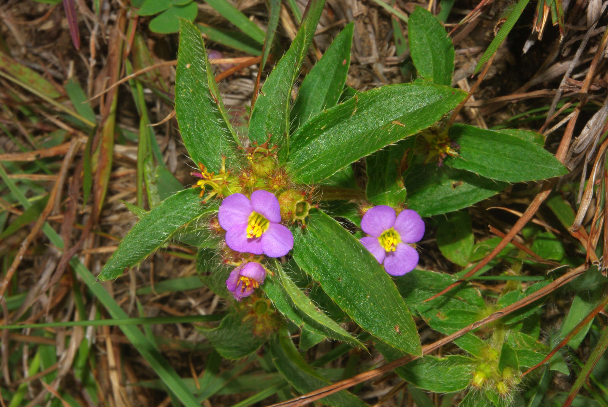 Imagem de Antherotoma debilis (Sond.) H. Jacques-Félix