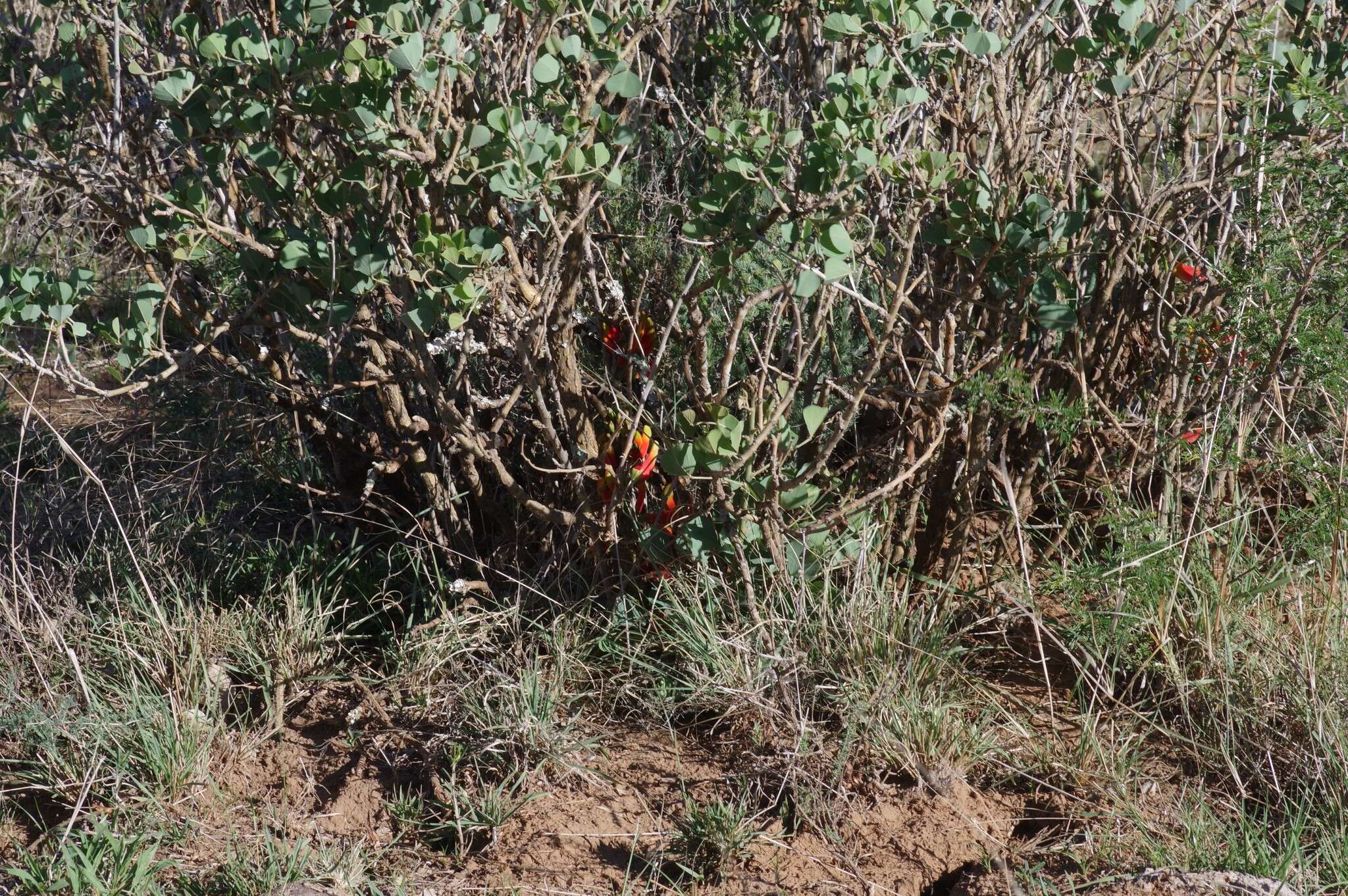 Image de Erythrina acanthocarpa E. Mey.