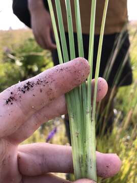 Imagem de Andropogon brachystachyus Chapm.