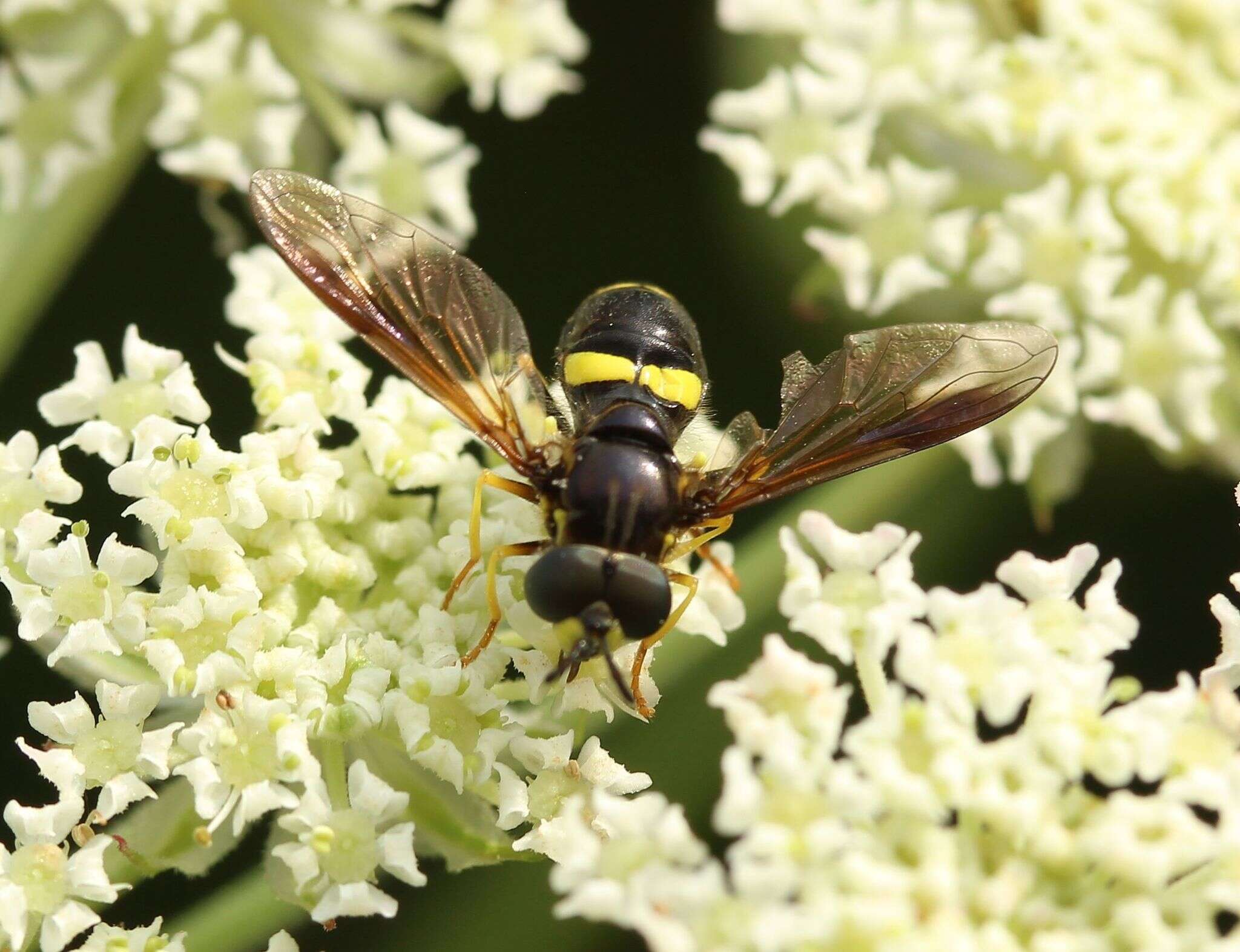 Imagem de Chrysotoxum bicincta (Linnaeus 1758)