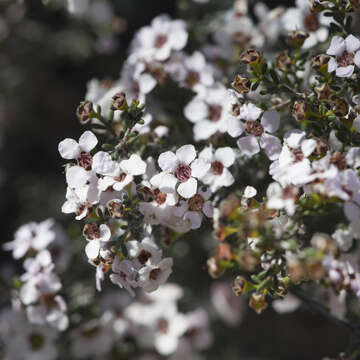 Imagem de Rinzia orientalis Rye