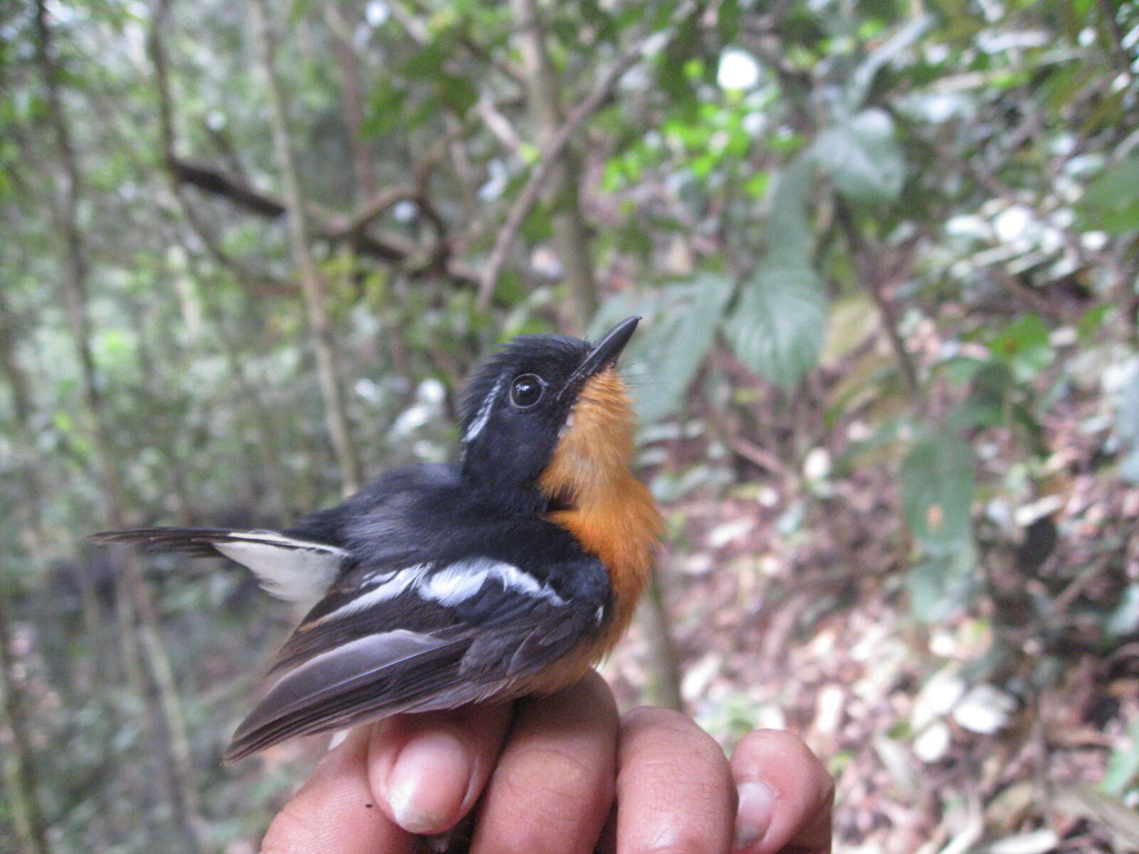 Image of Rufous-chested Flycatcher