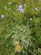 Sivun Lomelosia graminifolia (L.) W. Greuter & Burdet kuva