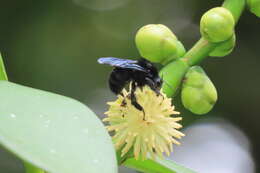 Image of Bombus pullatus Franklin 1913