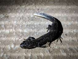 Image of Great Crested Newt