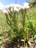 Image of Helichrysum monticola Hilliard