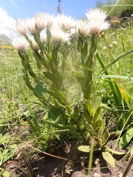 Image of Helichrysum monticola Hilliard