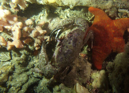 Imagem de Nectocarcinus integrifrons (Latreille 1825)