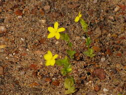 Image of Sebaea exacoides (L.) Schinz