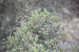 Image of Cedros Island Oak