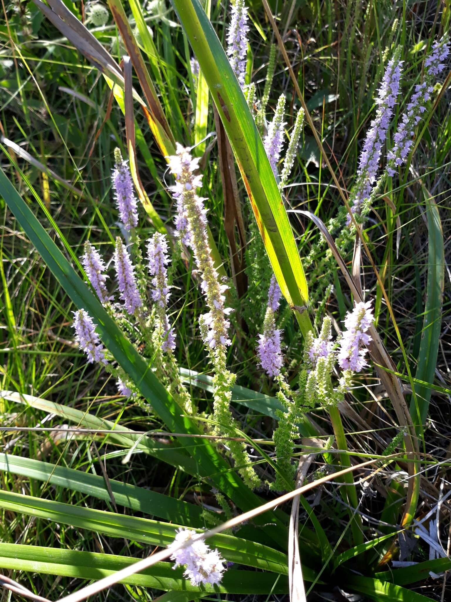 Image of Cunila galioides Benth.