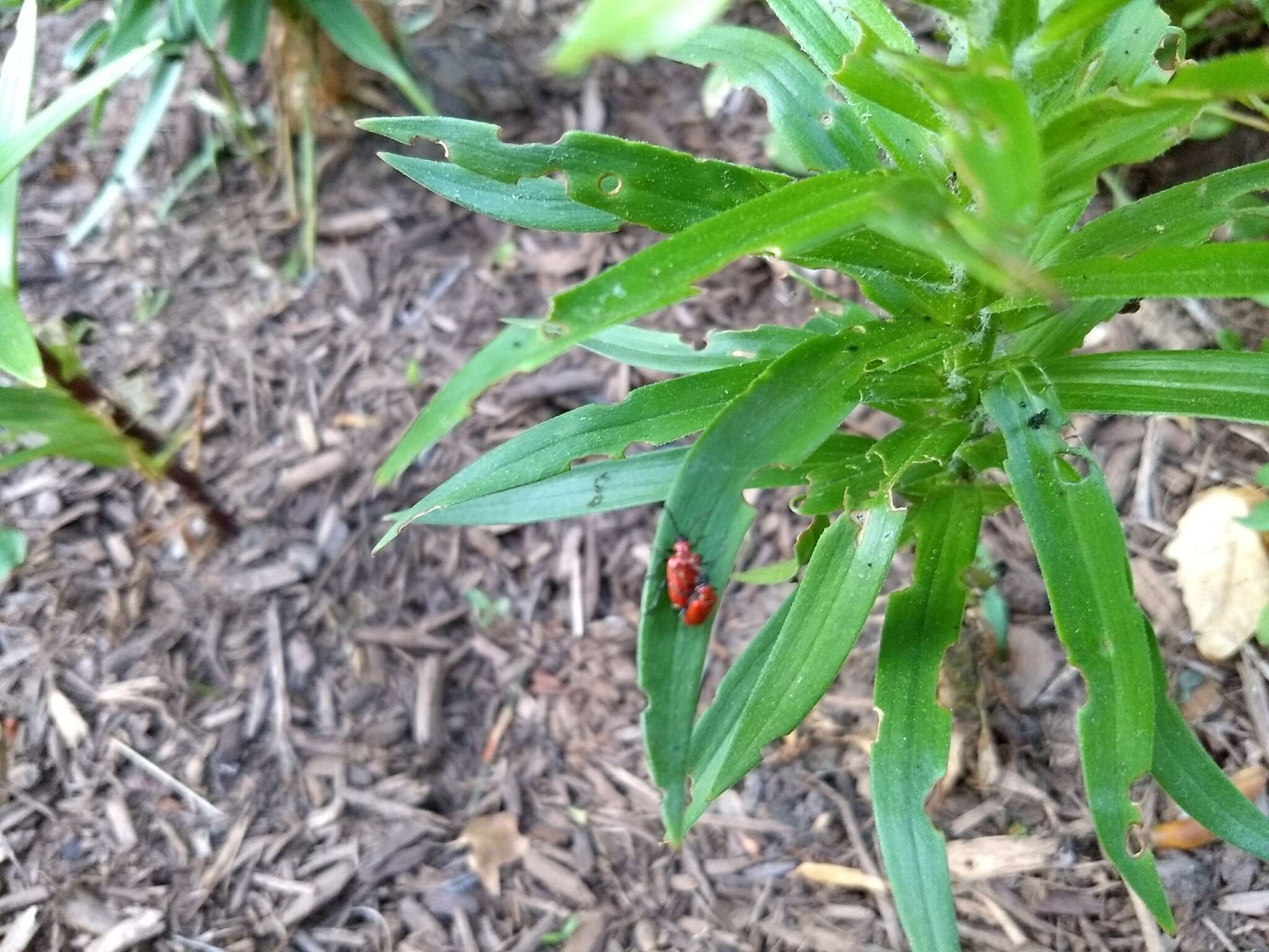 Image of Scarlet lily beetle