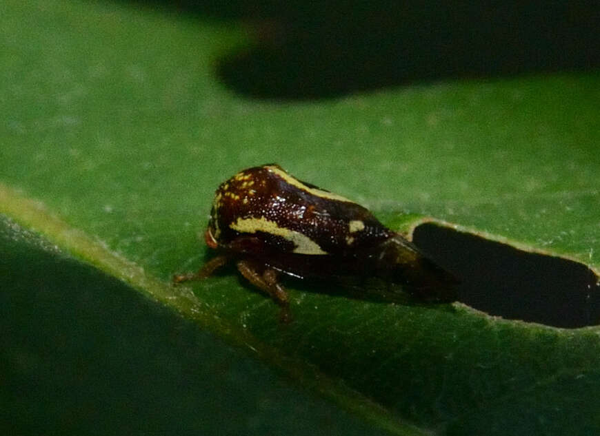 Image of Ophiderma flava Goding