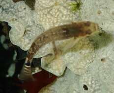 Image of Spotted goby