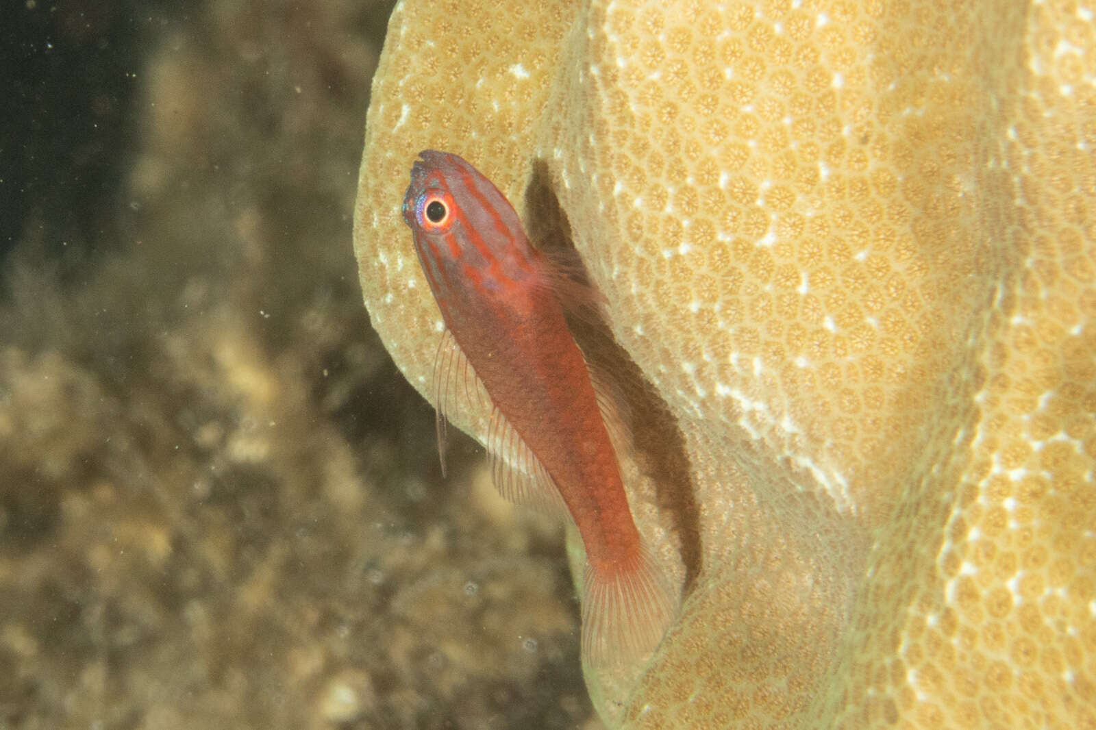 Image of Stripehead dwarfgoby