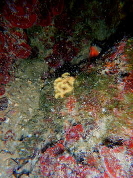 Image of crumpled duster sponge