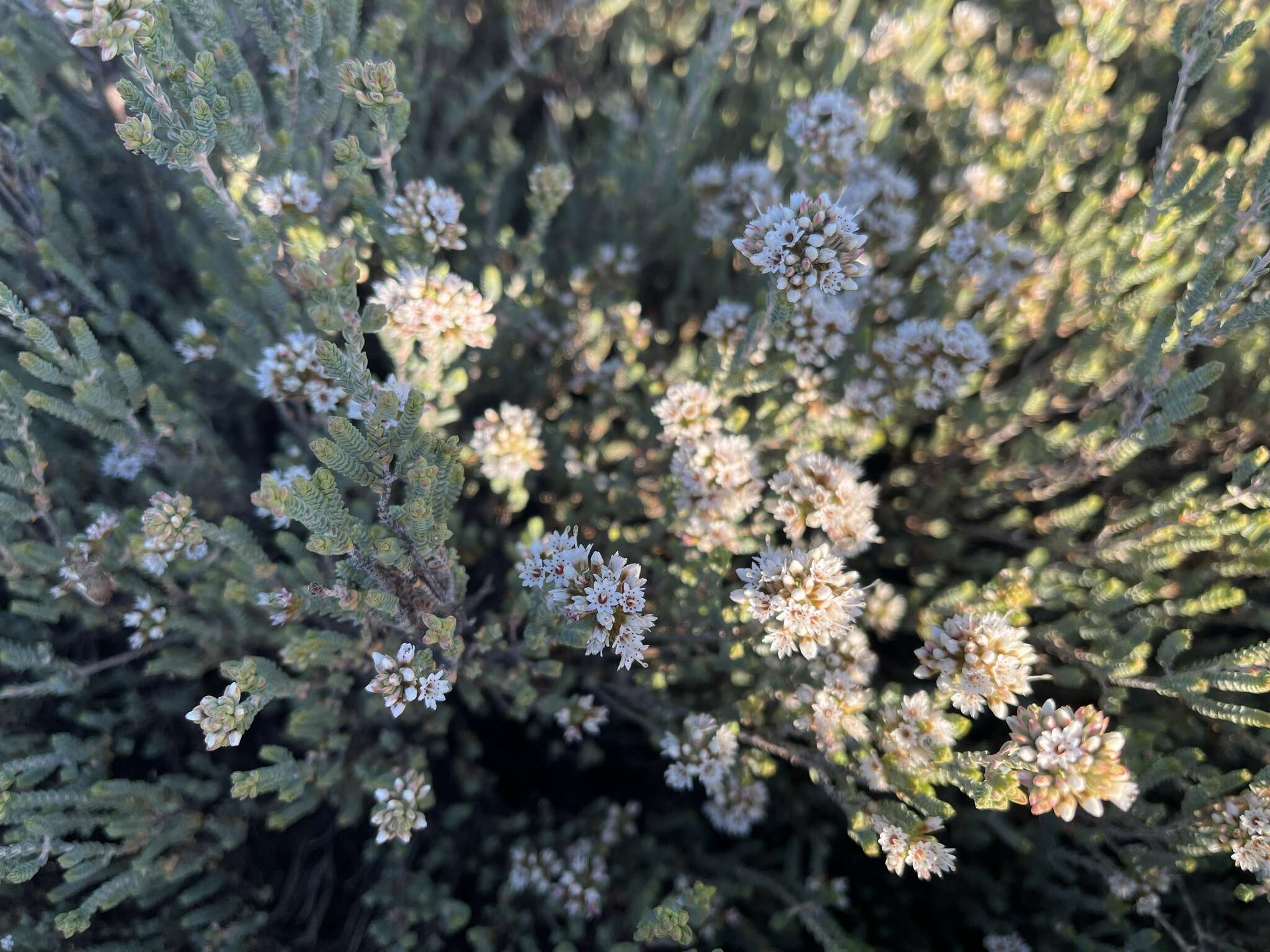 Image of Darwinia salina L. A. Craven & S. R. Jones