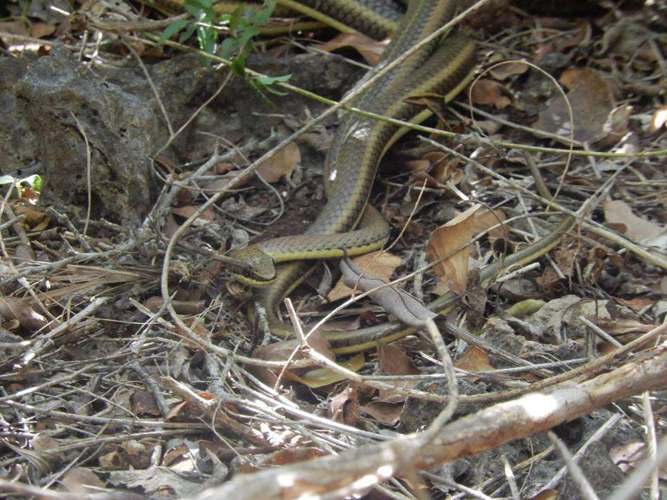 Image of Eastern Stripe-bellied Sand Snake