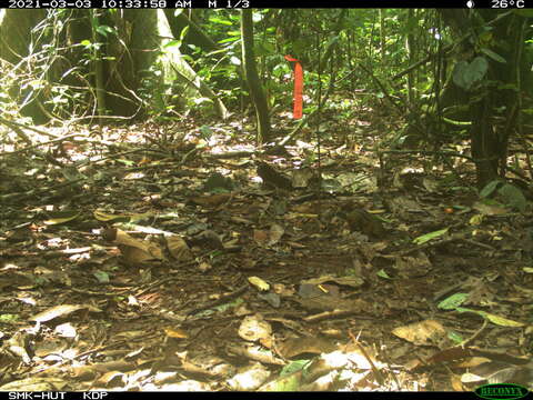 Image of Asian striped ground squirrel