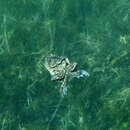 Image of Titicaca Water Frog