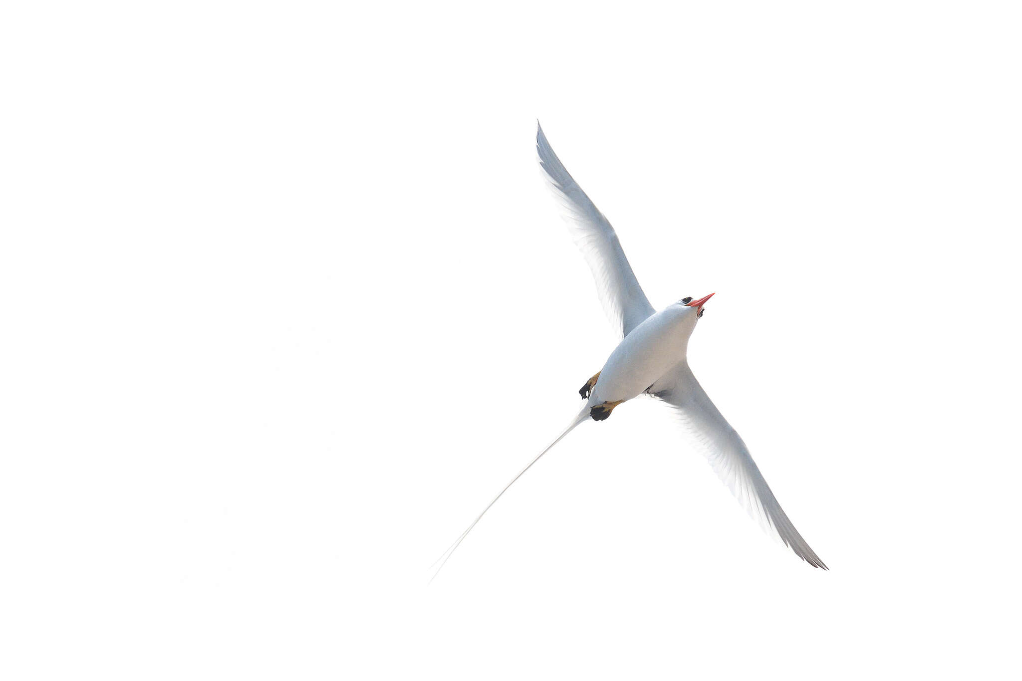 Image of Red-billed Tropicbird