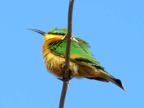 Image de Merops pusillus argutus Clancey 1967