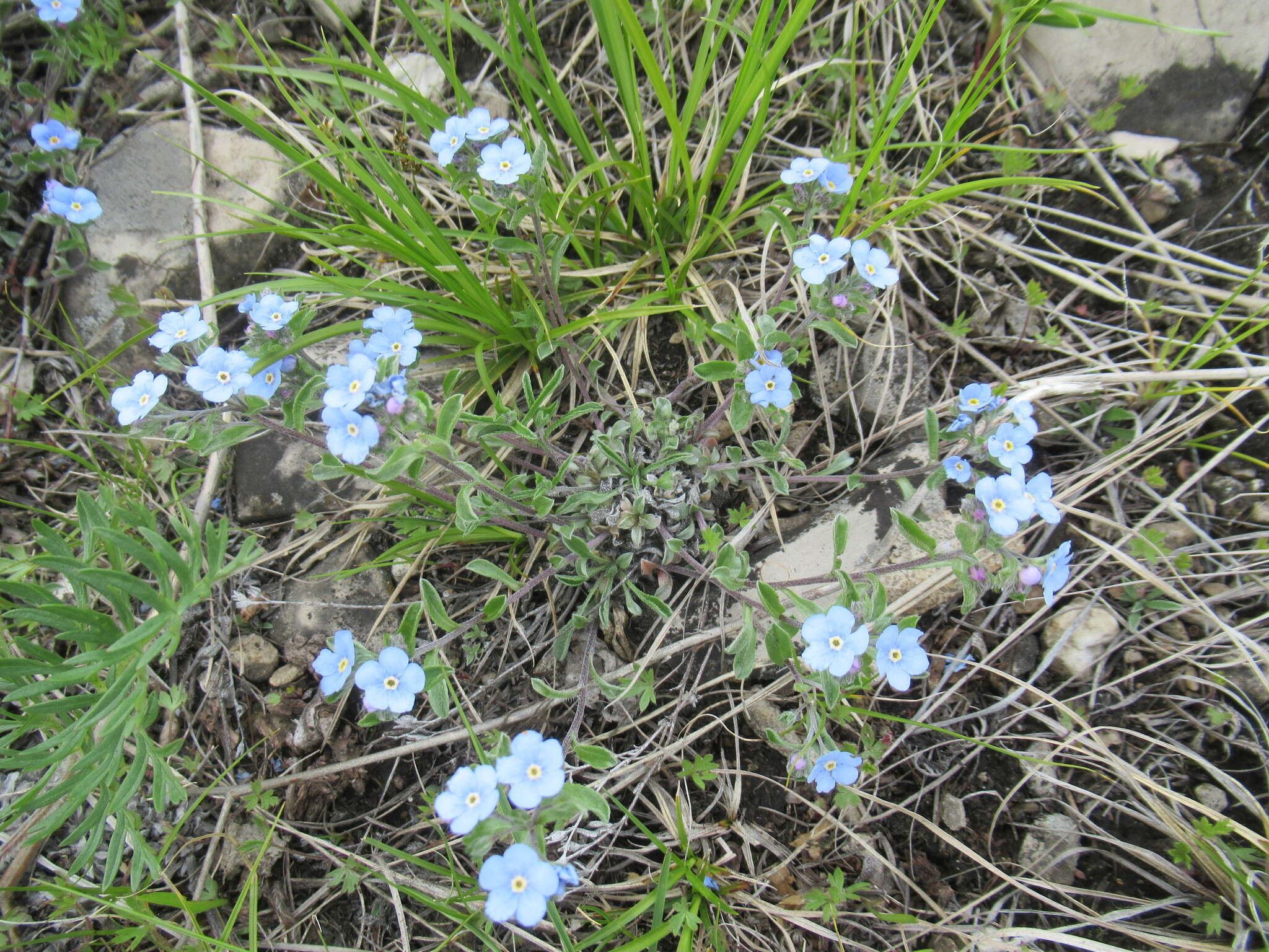 Plancia ëd Eritrichium rupestre (Pall. ex Georgi) Bunge