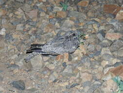 Image of Freckled Nightjar