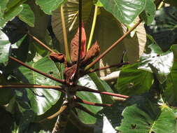 Слика од Cecropia palmata Willd.