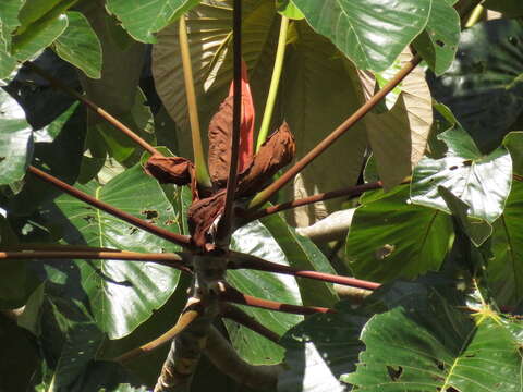 Image of Trumpet tree