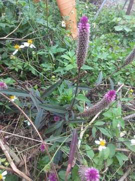 Imagem de Celosia argentea L.