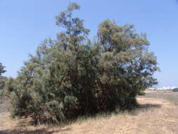 Image of Nile tamarisk