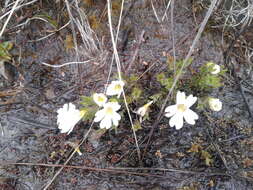 Image of Euphrasia townsonii Petrie