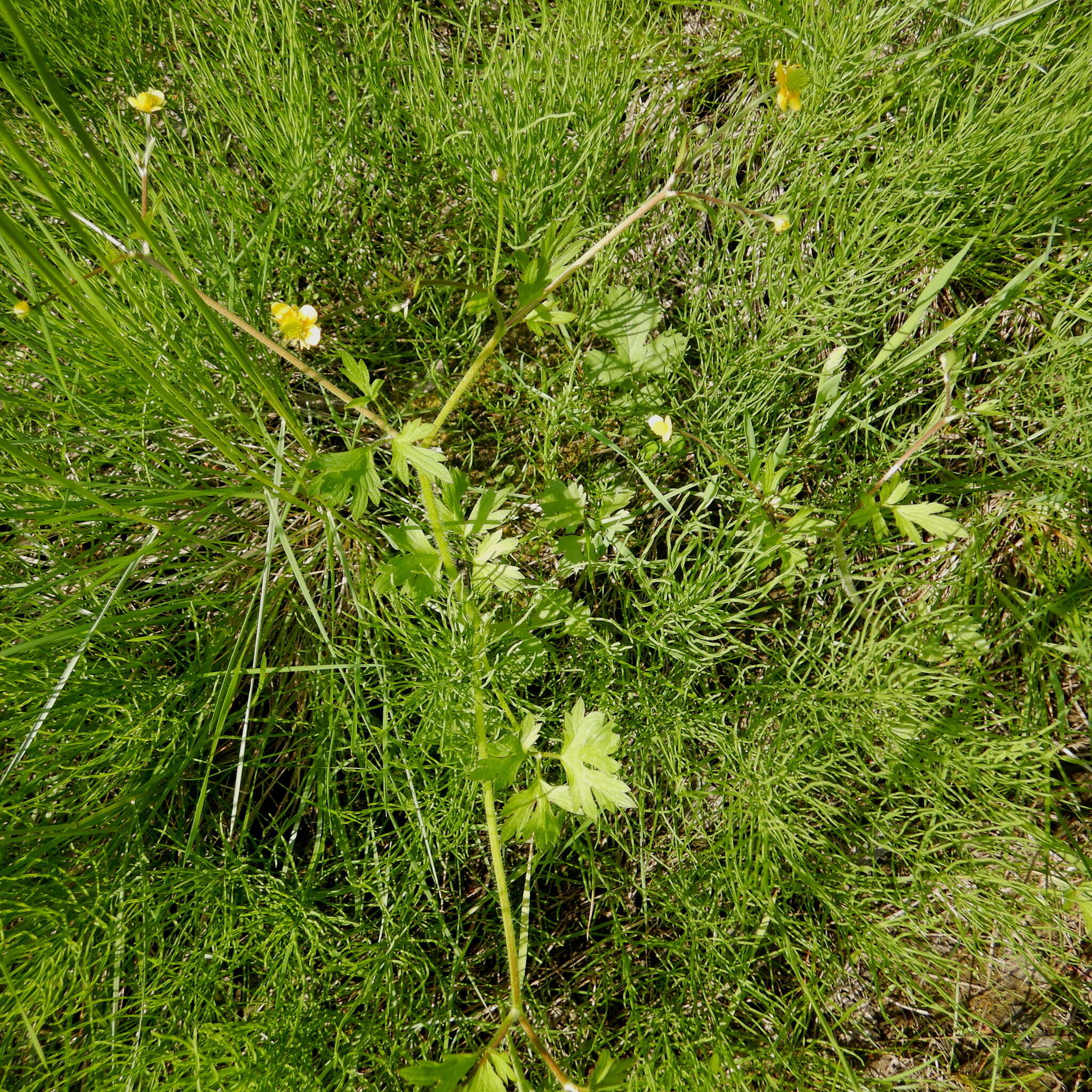 Image de Ranunculus macounii Britton