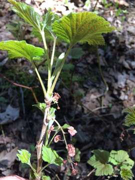 Image of red currant