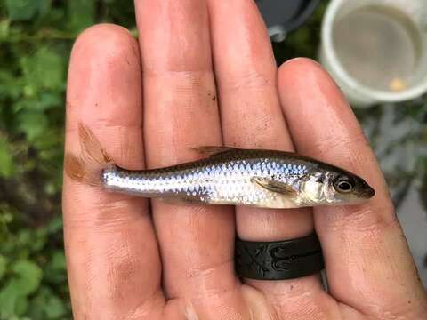 Image of Bigmouth Shiner