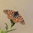 <i>Euphydryas chalcedona corralensis</i>的圖片