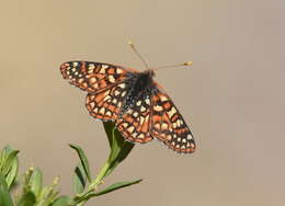 <i>Euphydryas chalcedona corralensis</i>的圖片