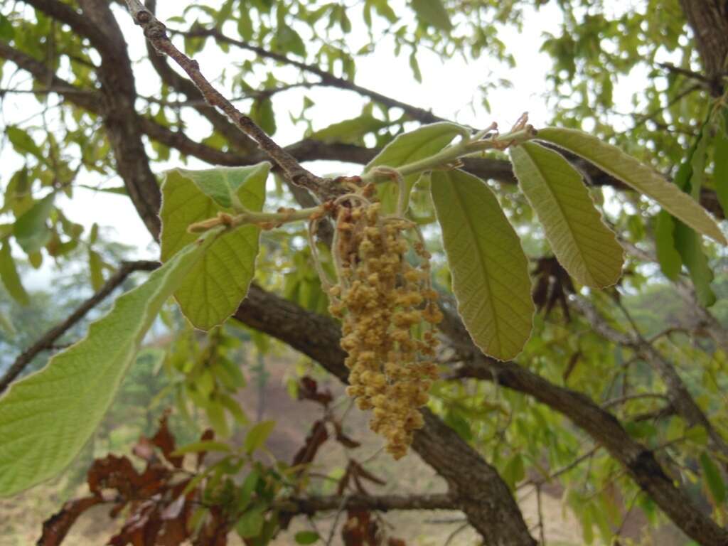 صورة Quercus peduncularis Née