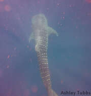 Image of whale sharks