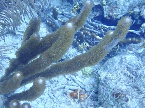 Image of corky sea finger