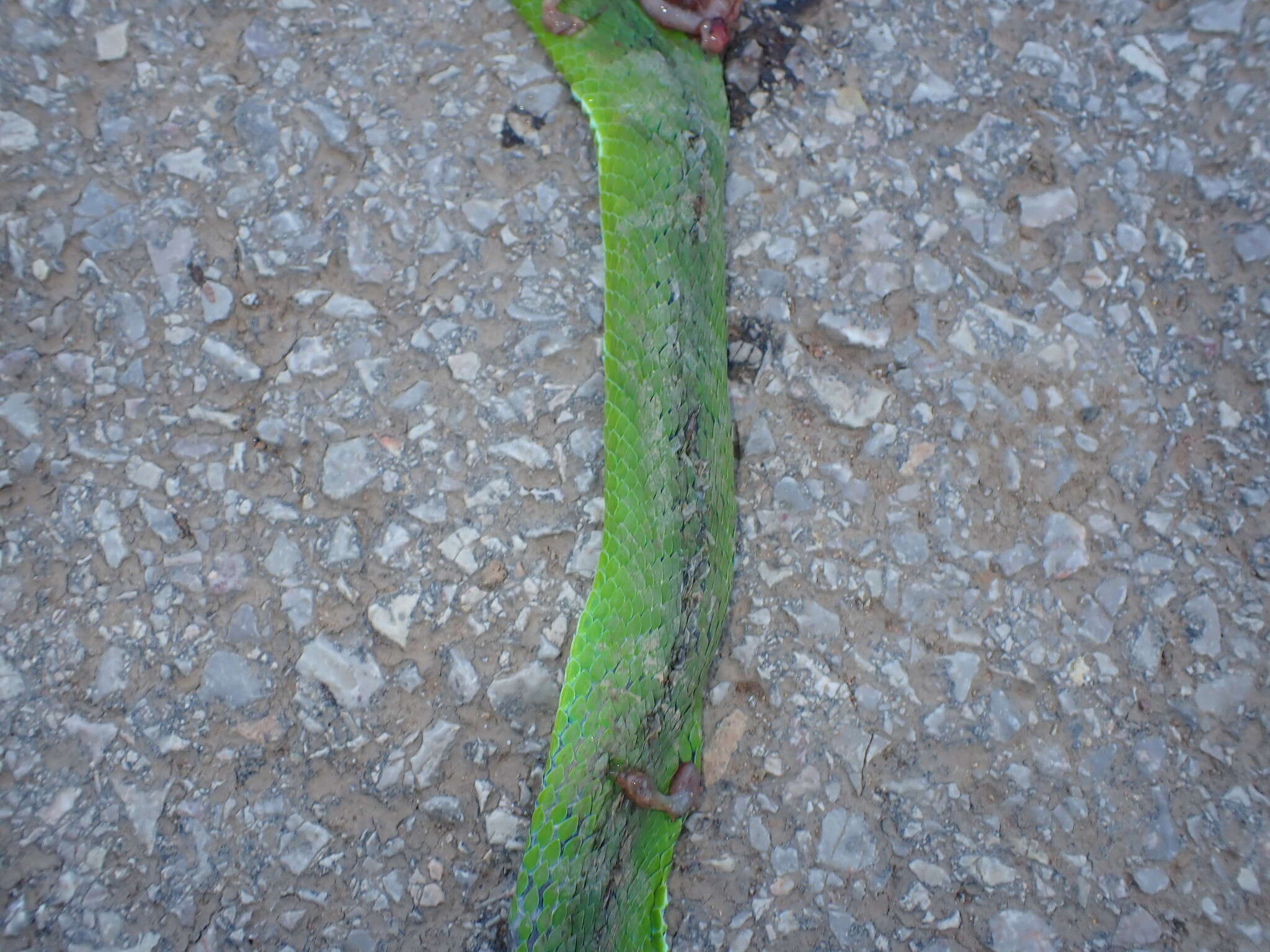 Image of Trimeresurus guoi Chen, Shi, Vogel & Ding 2021