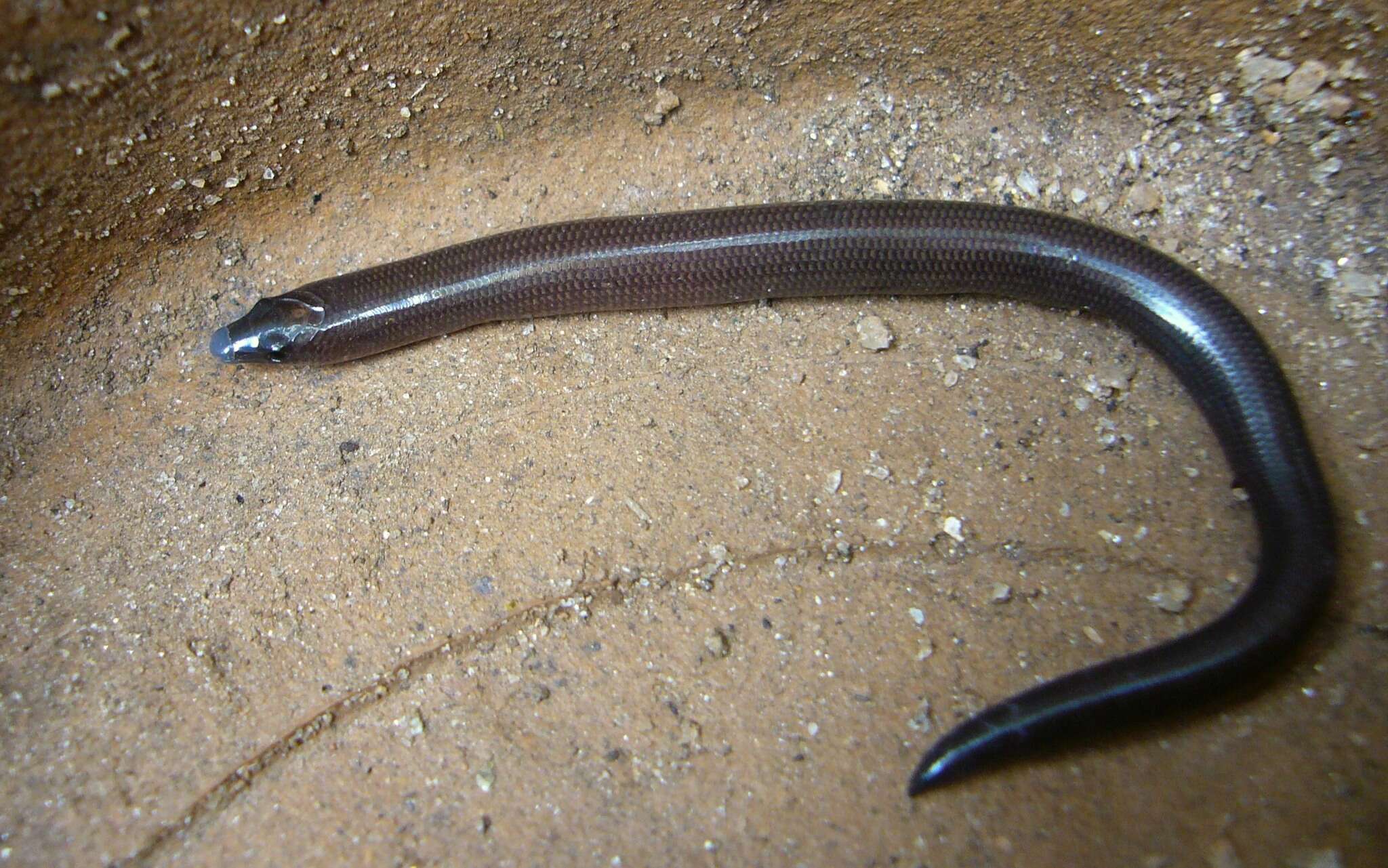 Imagem de Nessia monodactyla (Gray 1839)