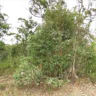 Imagem de Eucalyptus paniculata Sm.